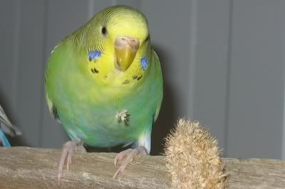 aviarybudgies062.jpg