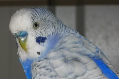 aviarybudgies066.jpg