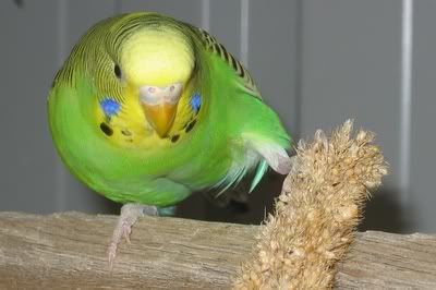 aviarybudgies070.jpg