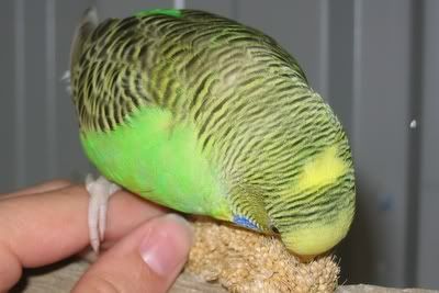 aviarybudgies079.jpg
