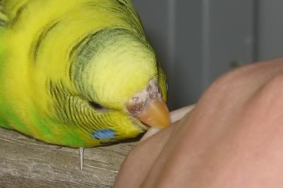 aviarybudgies084.jpg