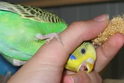aviarybudgies086.jpg