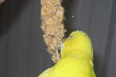 aviarybudgies092.jpg