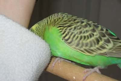aviarybudgies094.jpg