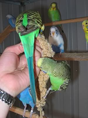 aviarybudgies115.jpg