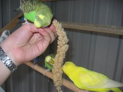 aviarybudgies121.jpg