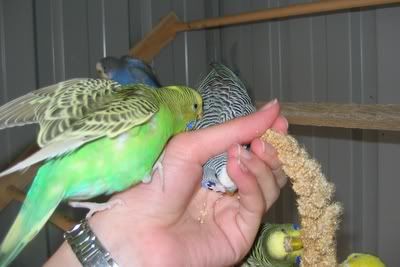 aviarybudgies124.jpg