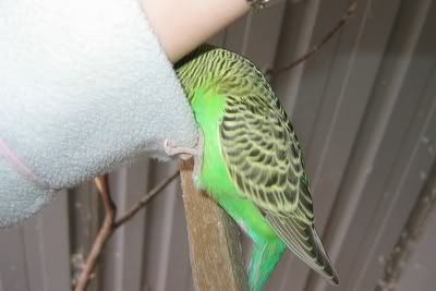 aviarybudgies130.jpg