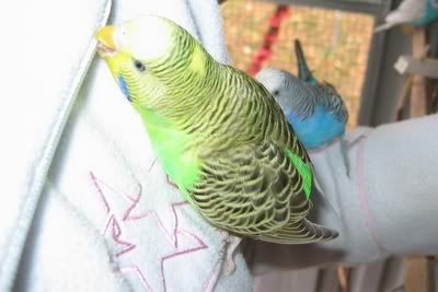 aviarybudgies135.jpg