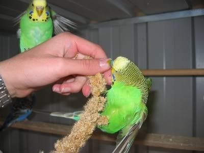 aviarybudgies146.jpg