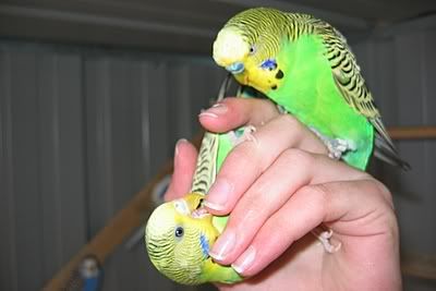 aviarybudgies149.jpg