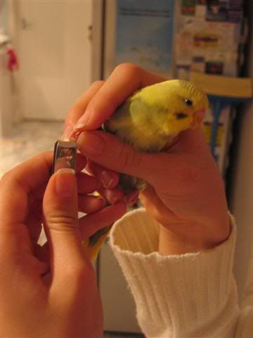 Budgie Feet