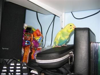 ozzie-dude013Custom.jpg