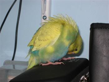 ozzie-dude021Custom.jpg