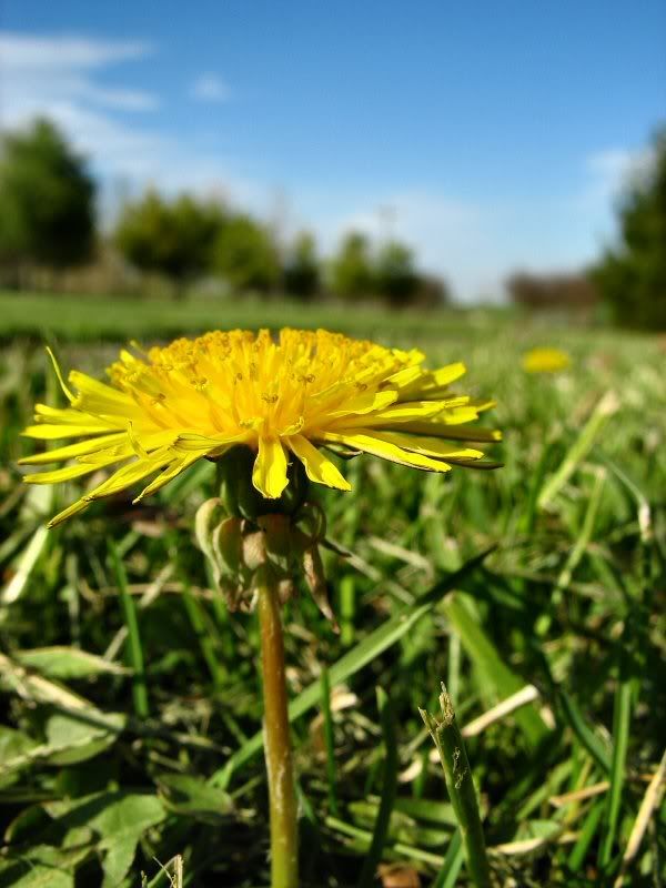 IMAGE: http://i42.photobucket.com/albums/e347/Diminished29/Nature/dandelion1.jpg