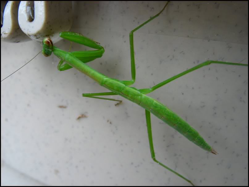 IMAGE: http://i42.photobucket.com/albums/e347/Diminished29/Nature/mantis3.jpg