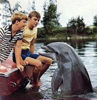 flipper Pictures, Images and Photos