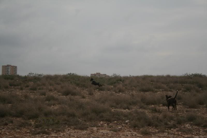 pareja049.jpg