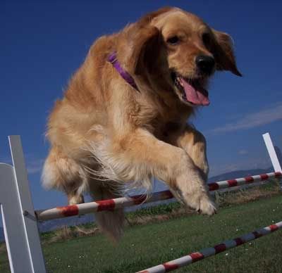 golden retriever dog names. Dog Name: Lily Breed: Golden