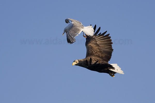 IMAGE: http://i42.photobucket.com/albums/e349/aidan_finn/Norway/IMG_7671.jpg