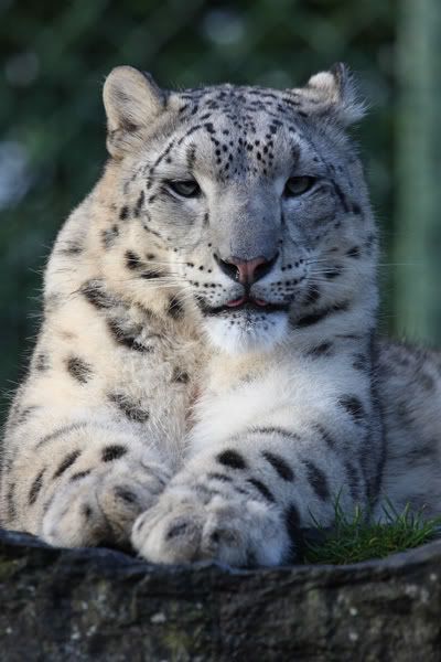 Dublin Zoo: Unprocessed Snow Leopard Pictures, Images and Photos