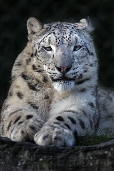 IMAGE: http://i42.photobucket.com/albums/e349/aidan_finn/Zoos/IMG_7024.jpg