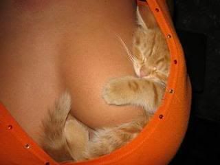 funny_pictures_Kitten_Holder1.jpg