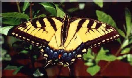 yellow n black butterfly