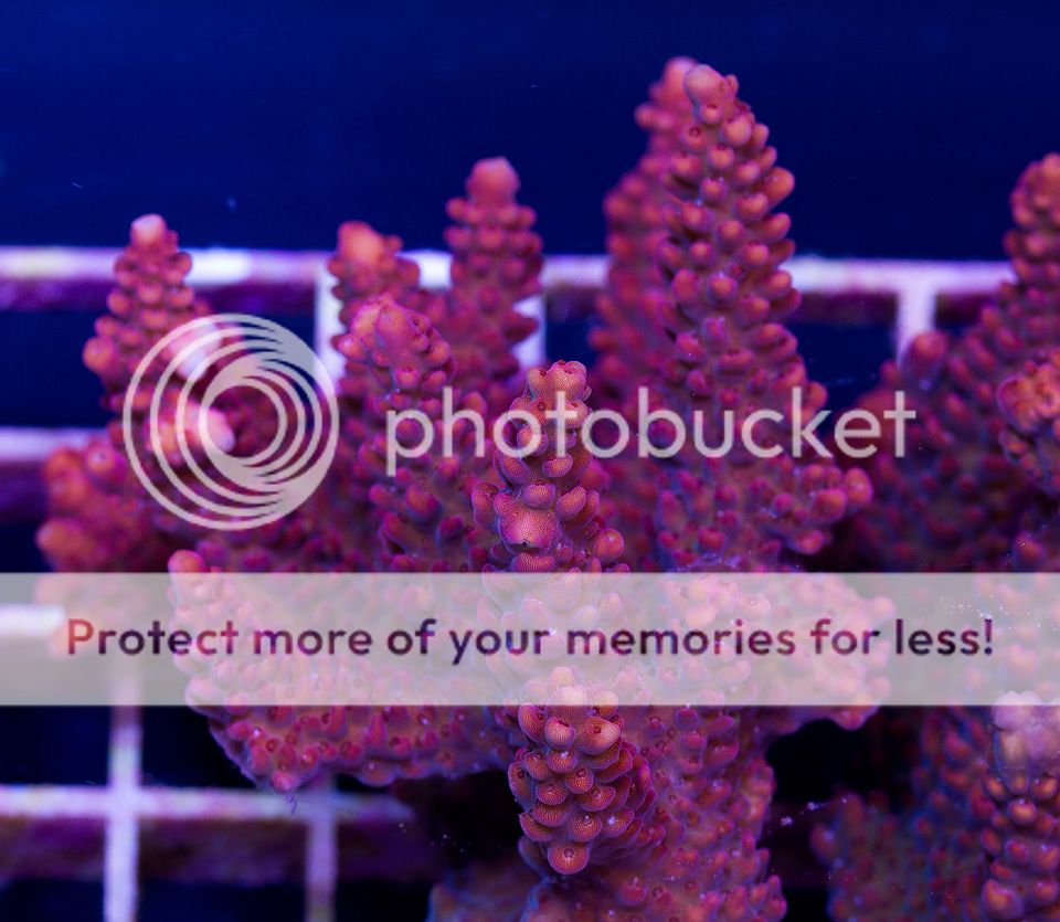 Outstanding ACROPORA at Cherry Corals! | REEF2REEF Saltwater and Reef ...