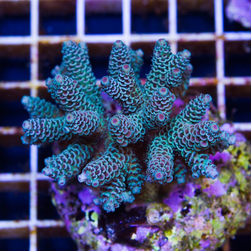 Some Wicked New Acros at Cherry Corals!