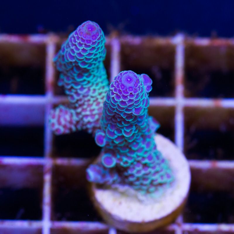 100 New WYSIWYG Acros at Cherry Corals!