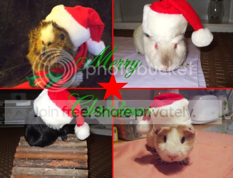 12xmas.jpg