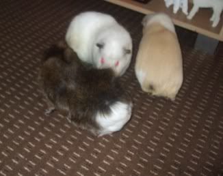 3ofthem.jpg