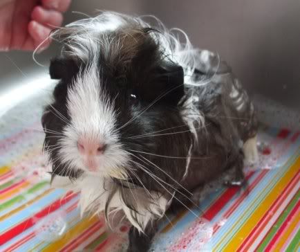 BathTimeHolly.jpg