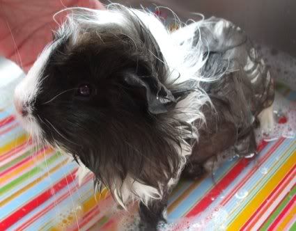 BathTimeHolly2.jpg