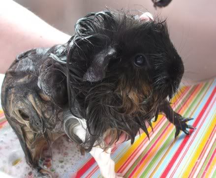 BathTimeMolly.jpg