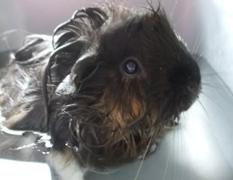 BathTimeMolly2.jpg