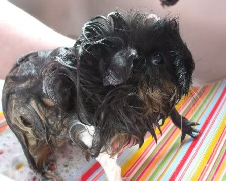 BathTimeMolly3.jpg