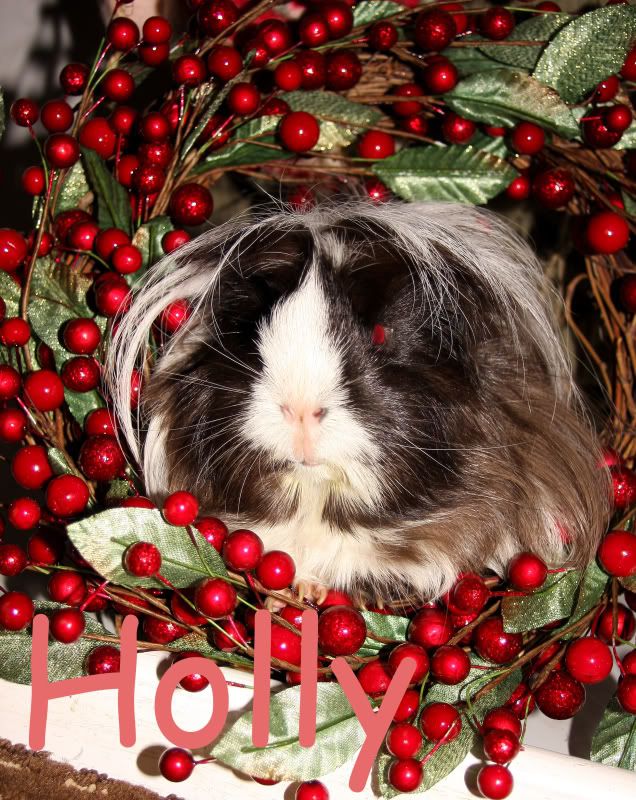 Holly3.jpg