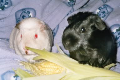 mistyandsooty2.jpg