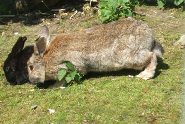 rabbit-1.jpg