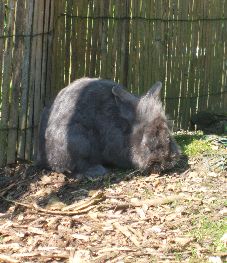 rabbit2.jpg