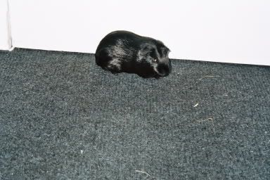sooty2.jpg