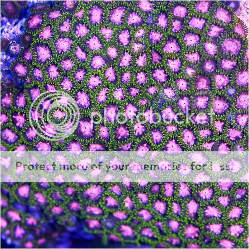 PinkberryField-RetailPrice50SALEPRICE25p