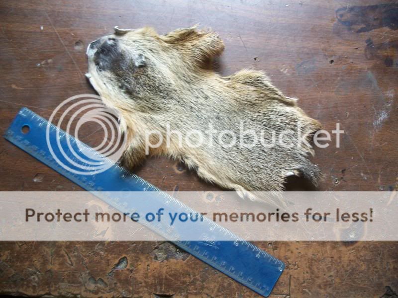 Tanned coons, possums, moles, chipmunks, groundhogs, tails