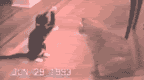 1724034.gif